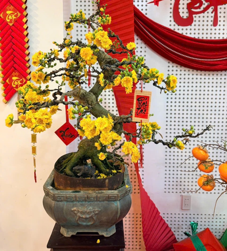 cây mai điểm nhấn